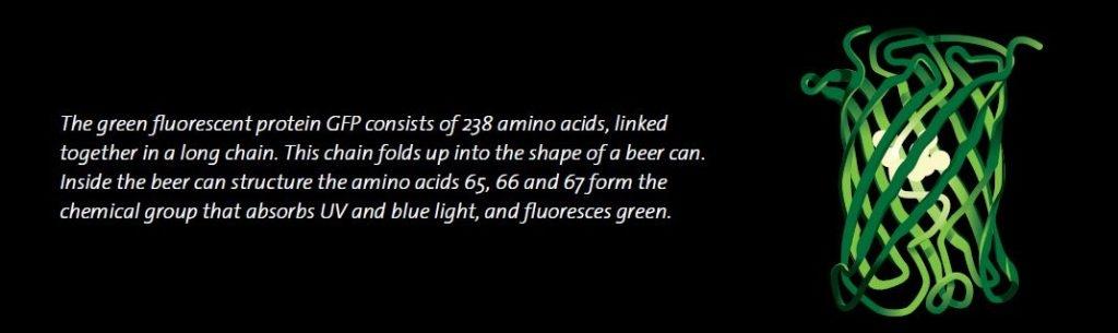 Masaüstü Florometre