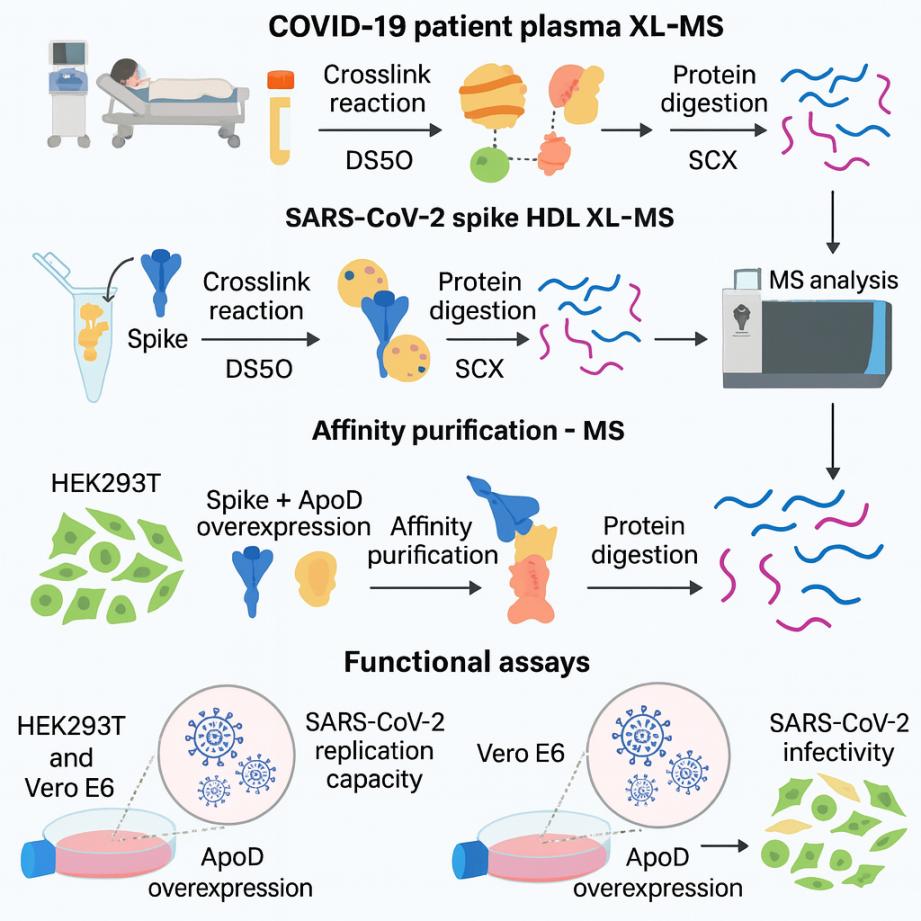 Çapraz Bağlantılı Kütle Spektrometresi