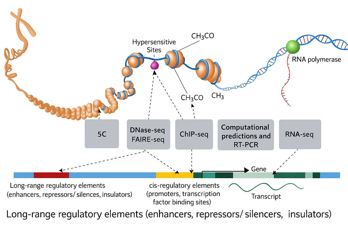Moleküler Biyoloji Laboratuvarları için Sonikatör