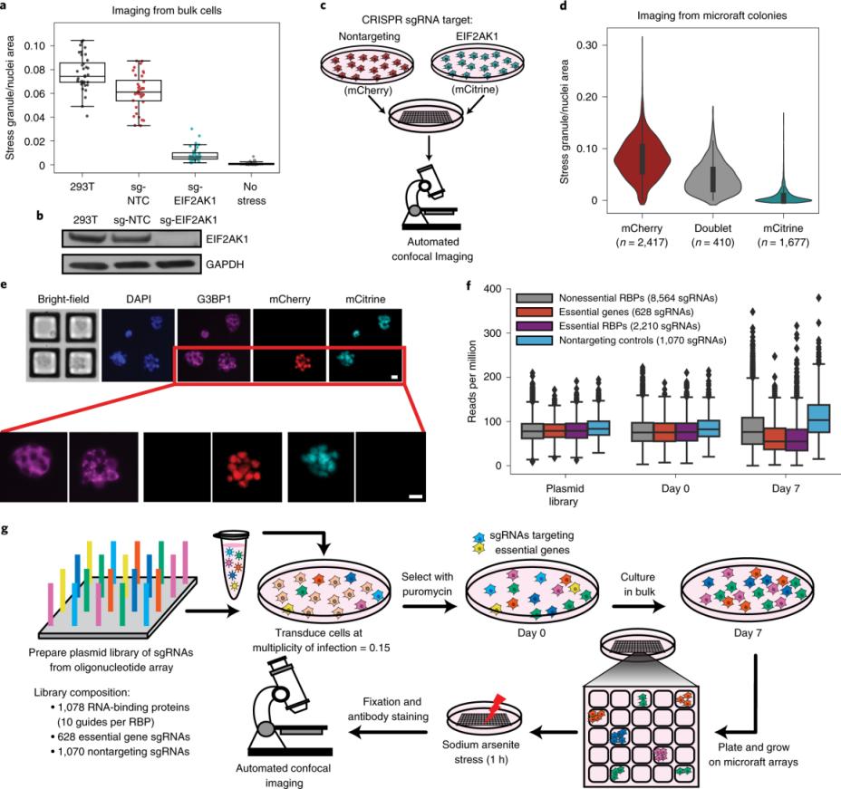 Farmastik Laboratuvar Jel Görüntüleyicisi