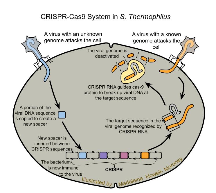 Odaklanmış Ultrasonikatör Aleti