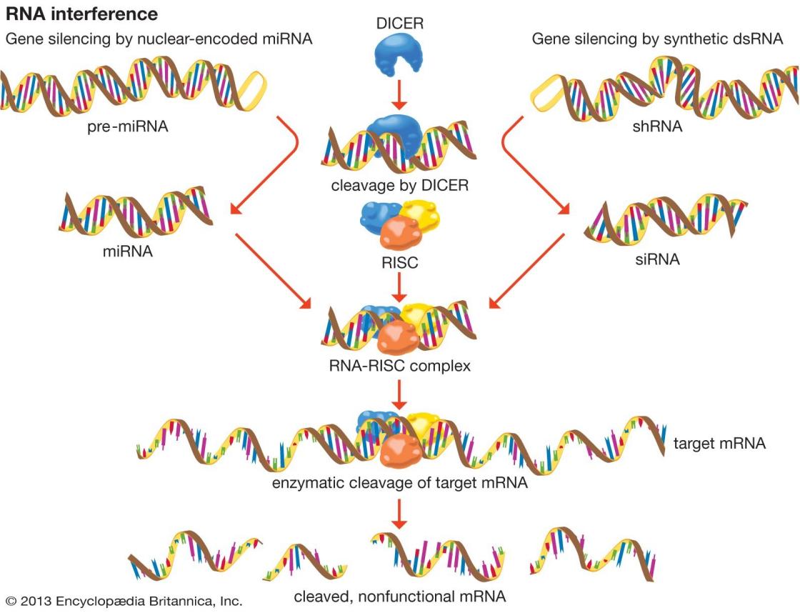 RNA Elektroforezi