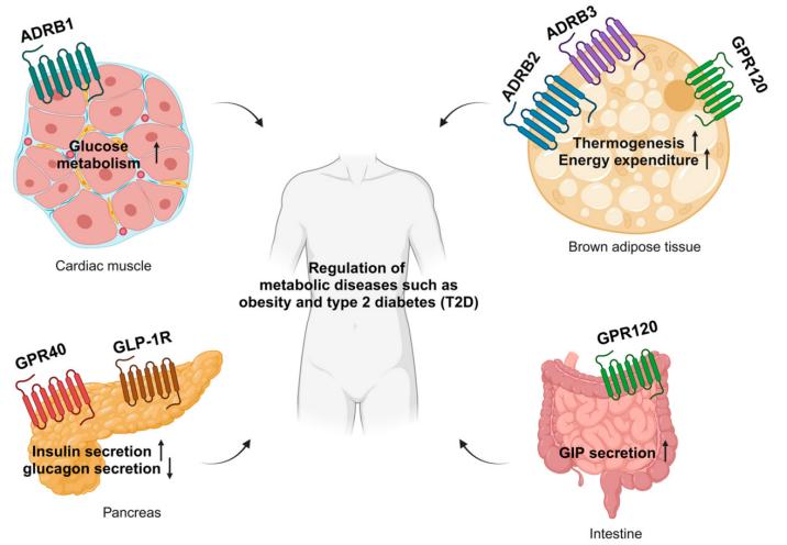 XL-MS Membran Proteinleri İçin Doğru İfade Platformunun Seçimi