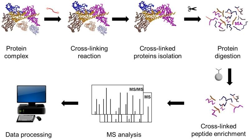 Protein Kompleksleri İçin Çapraz Bağlama MS