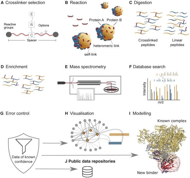XL-MS: Yapının Ötesinde Protein Etkileşimlerini Haritalamak