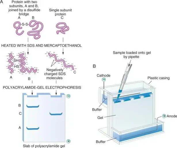 RNA için Süper Hızlı Çalışan Tampon