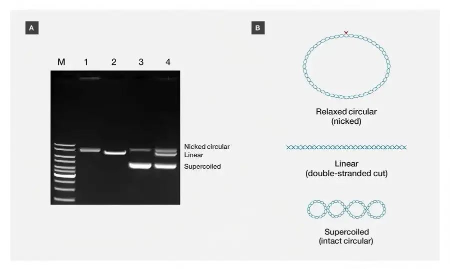 DNA Elektroforezi