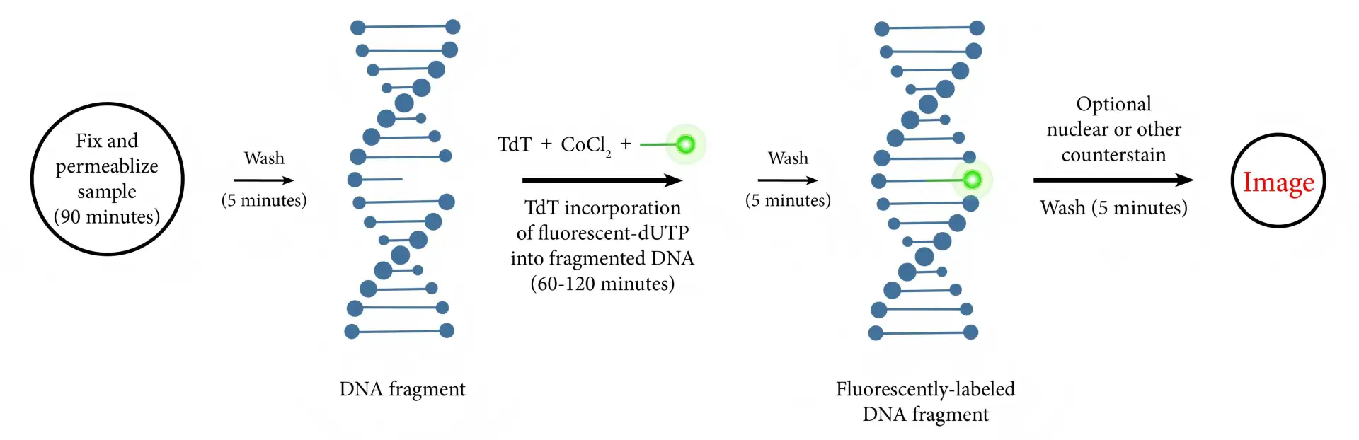 DNA Parçalanması